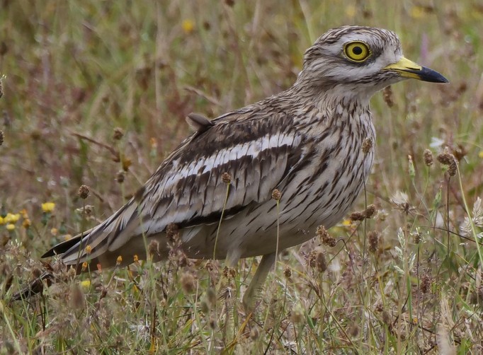 Curlew Rspb Cavenham Heath & RSPB Lakenheath, Sunday 19th April 2026 - Bedford ...