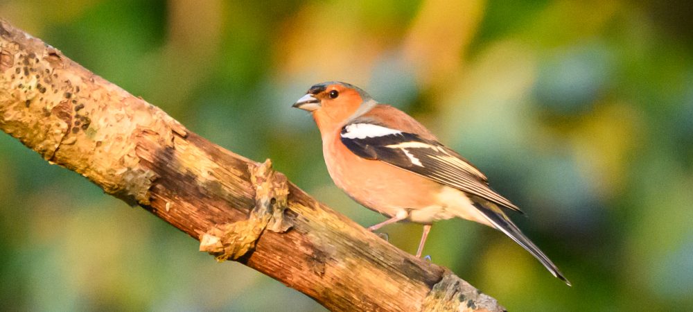 A male Chaffinch in bright sunlight, perched on a branch.