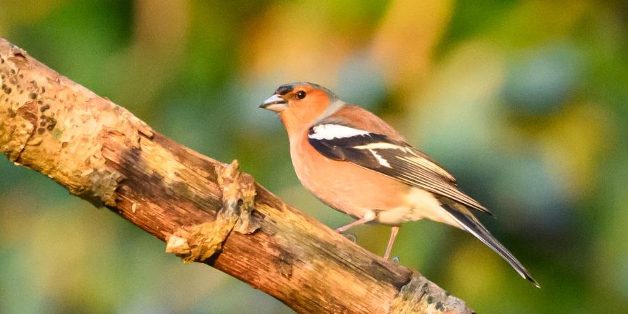 A male Chaffinch in bright sunlight, perched on a branch.