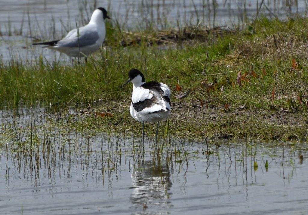 AVOCET DSC_2545