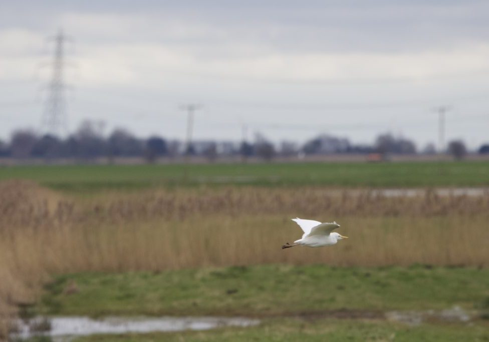 CATTLE EGRET IN FLIGHT 9596