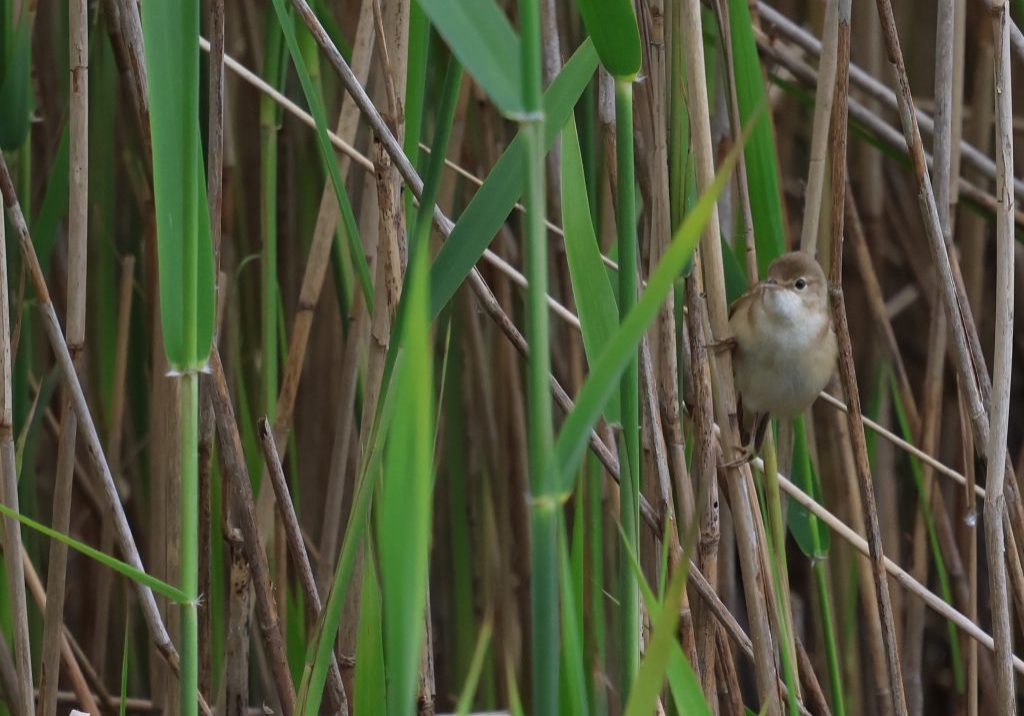 REED WARBLER C2A1522