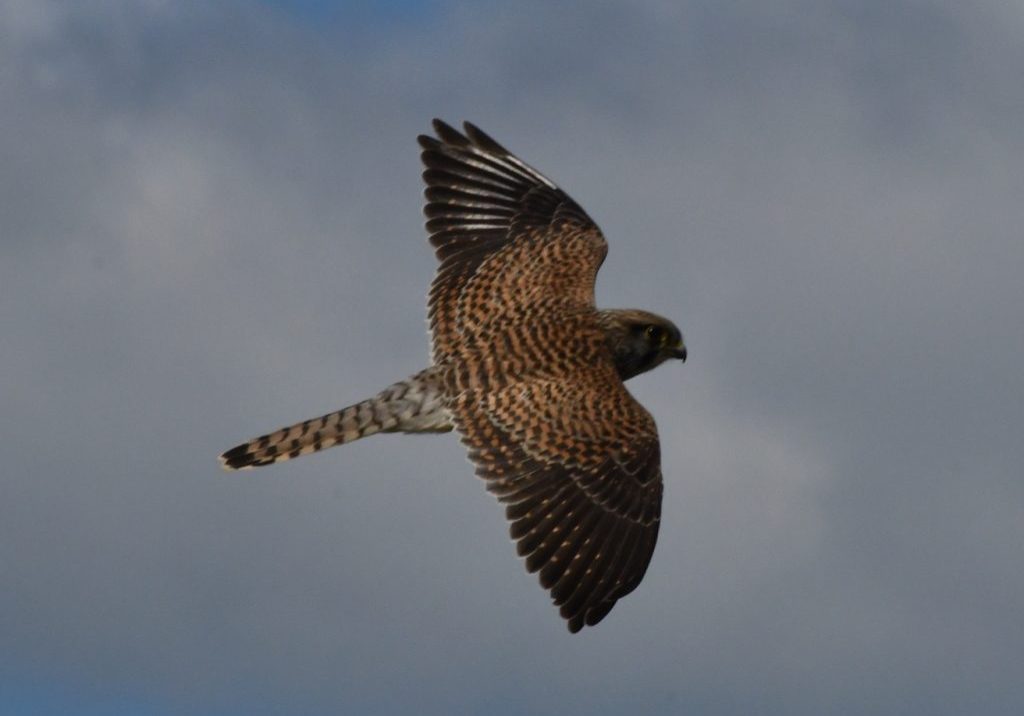 Kestrel - T Lowe