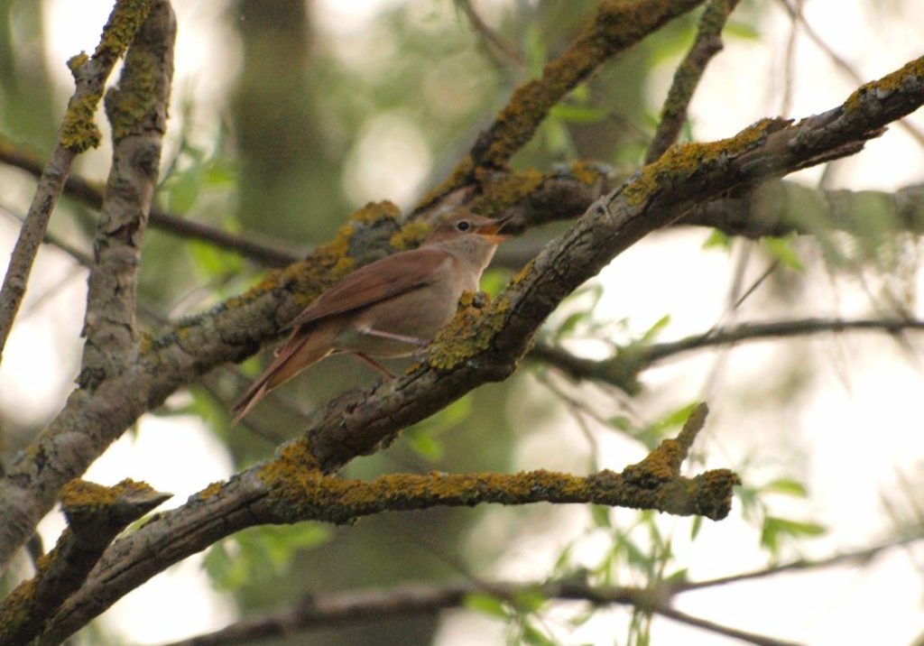 Singing Nightingale