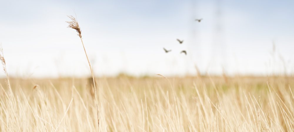 Reedbed with birds taking flight in the distance, RSPB Dungeness Nature Reserve, Kent, May 2022. Image file from RSPB DAM (Digital Asset Management) and cropped to 2:1 aspect ratio.