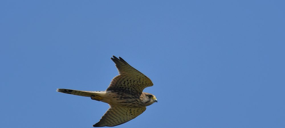 Kestrel