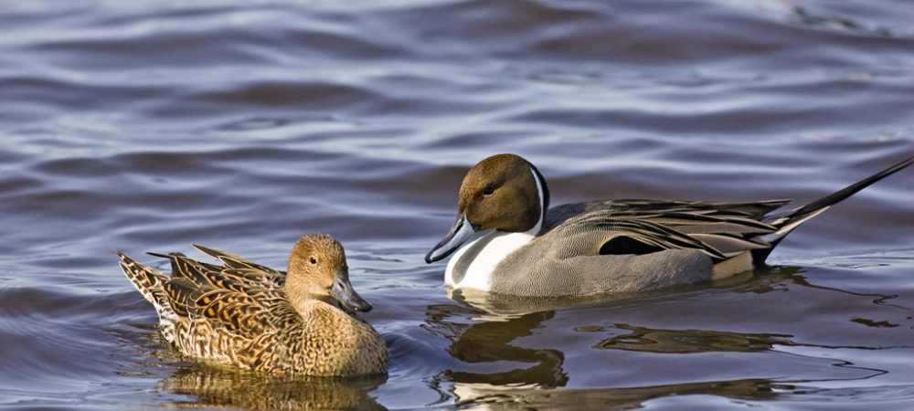 Pintail pair