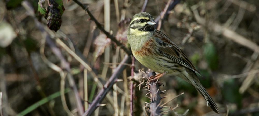 Cirl Bunting