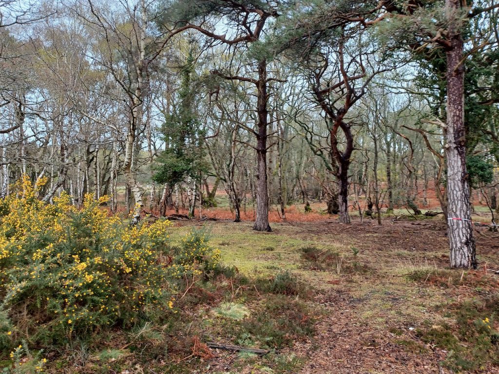 Woodland at Arne