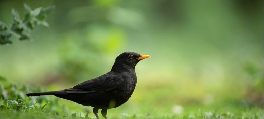 Blackbird