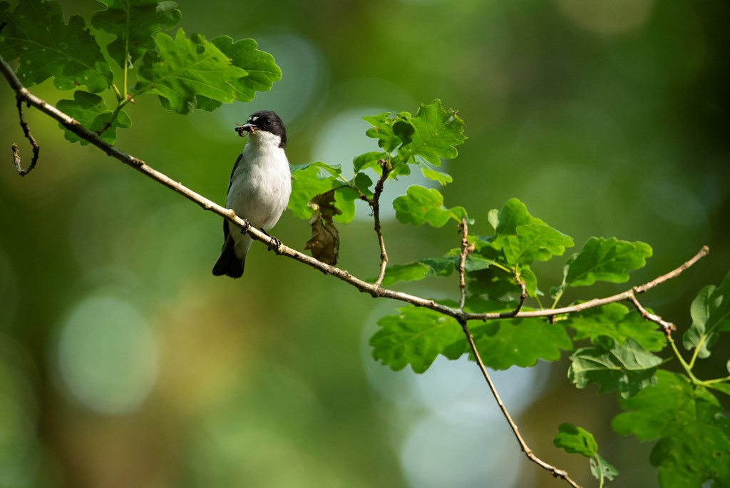 Pied flycatcher