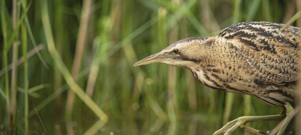 Bittern