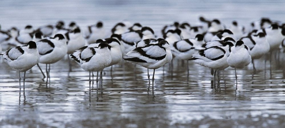 Avocet flock