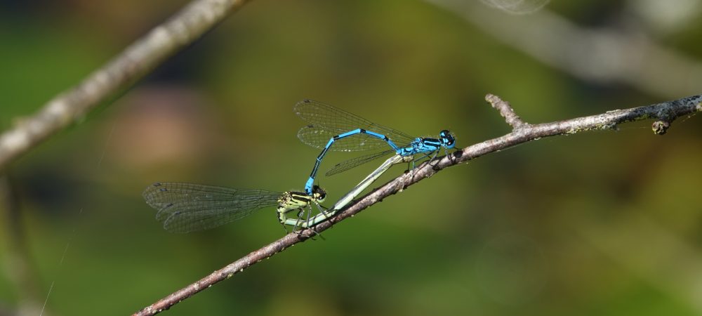 Azzure damselflies mating