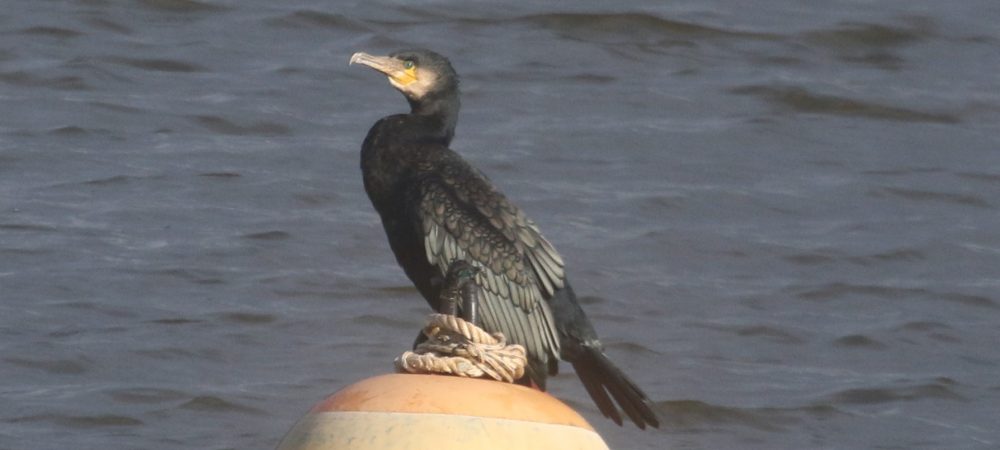 Cormorant perched on buoy