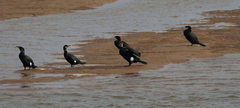 Cormorants