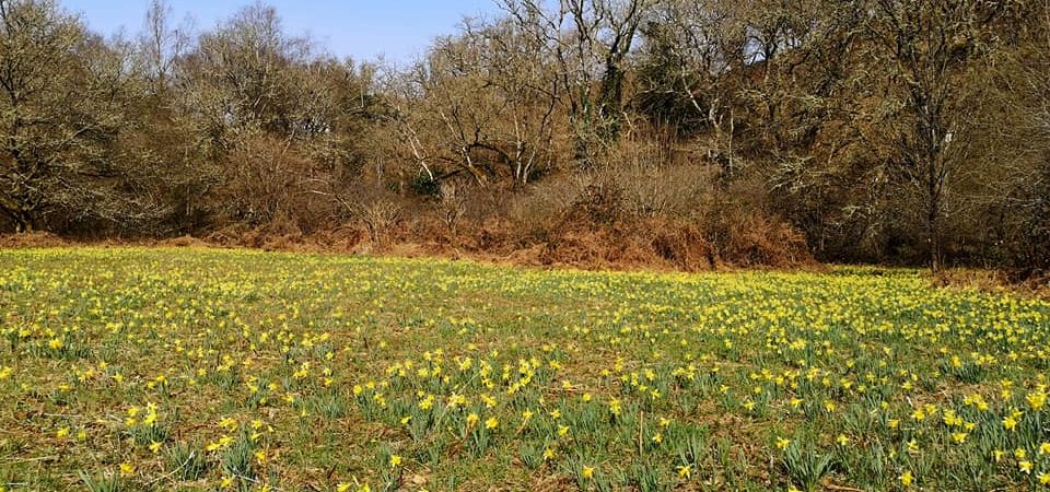 Daffodils at Dunsford Wods