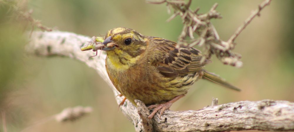 Female Yellowhammer