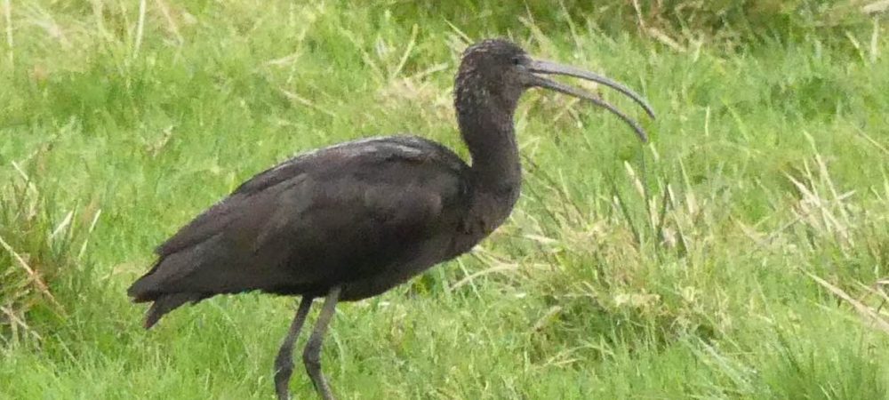 Glossy Ibis