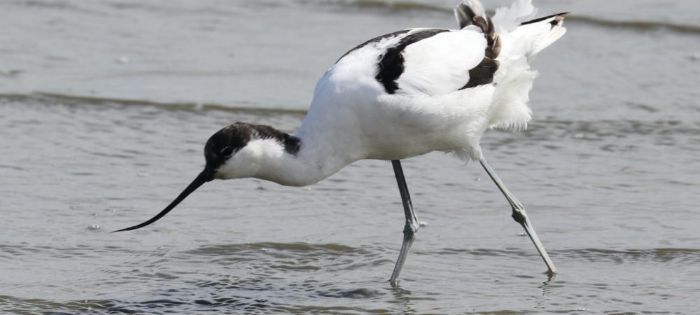Avocet at Brownsea