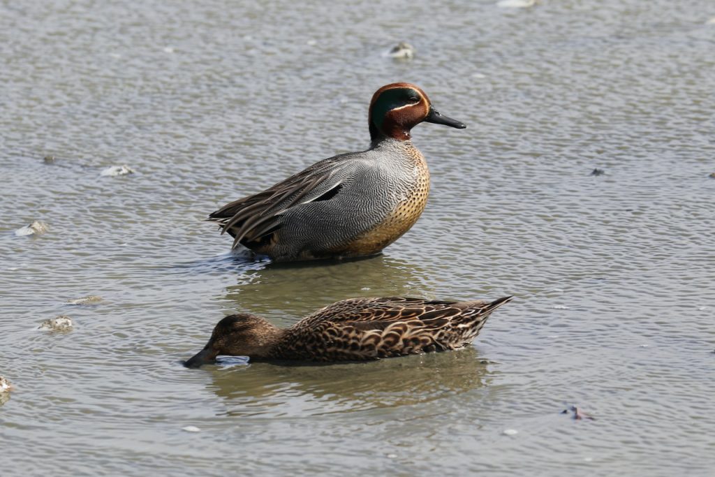 Pair of Teal