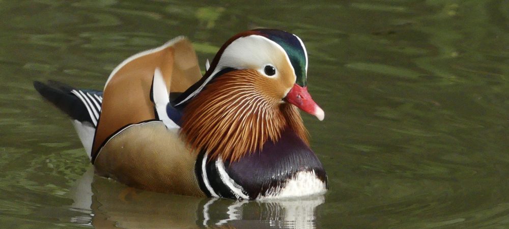 Mandarin Duck