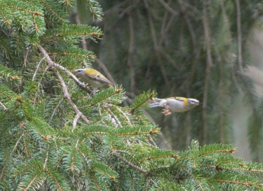 Two Firecrests