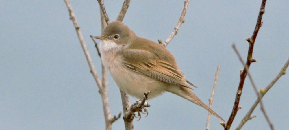 Whitethroat