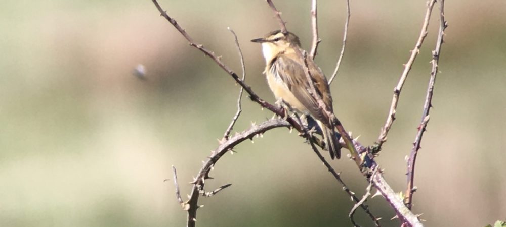 Sedge Warbler