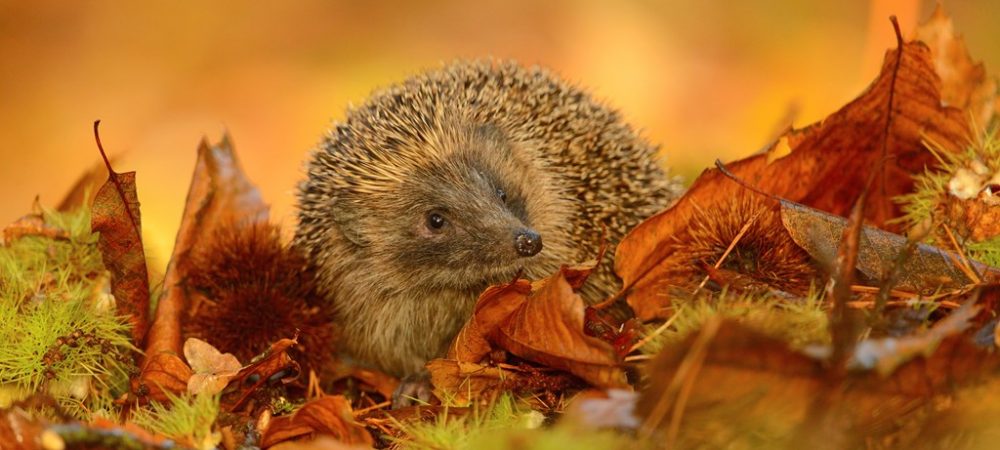 Hedgehog in autumn leaves