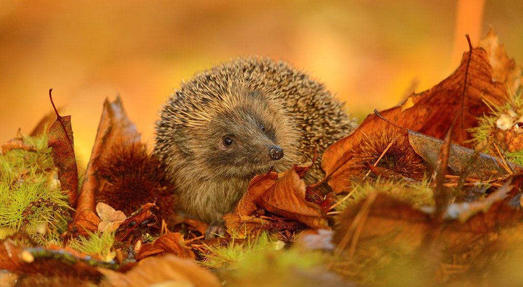 Hedgehog in autumn leaves