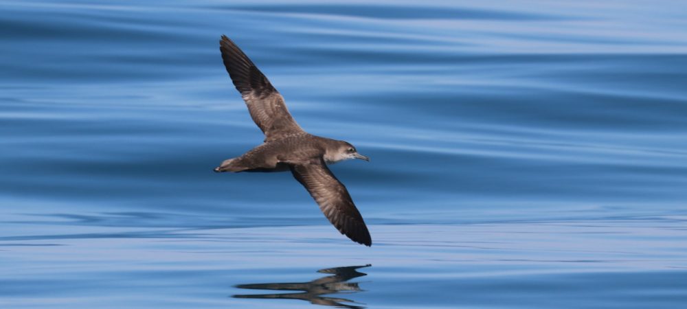 Balearic Shearwater