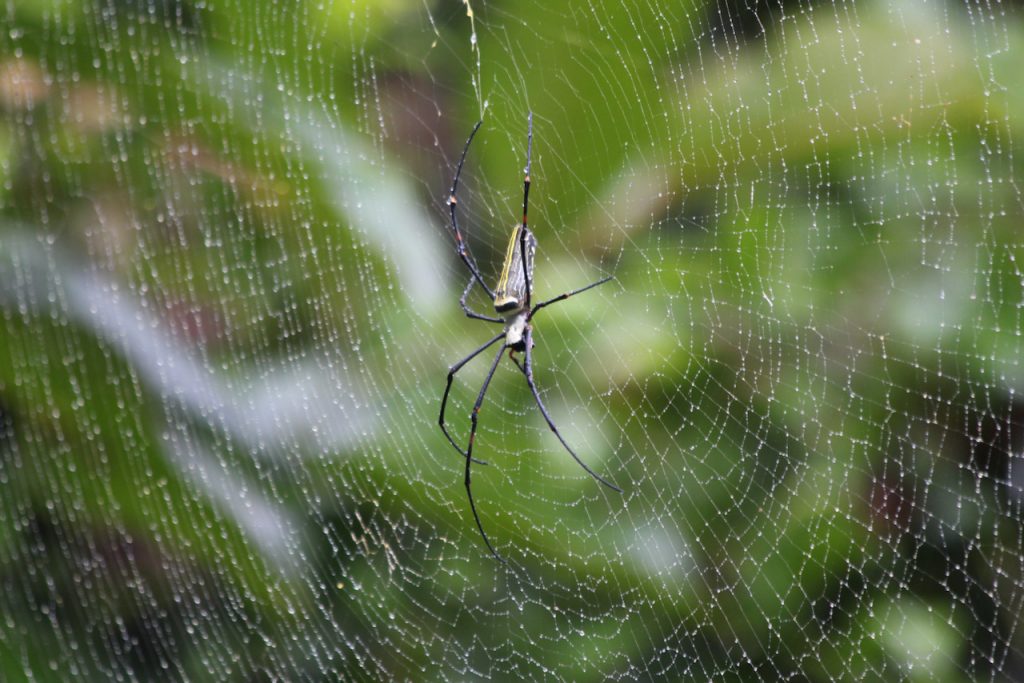 Spider in its web