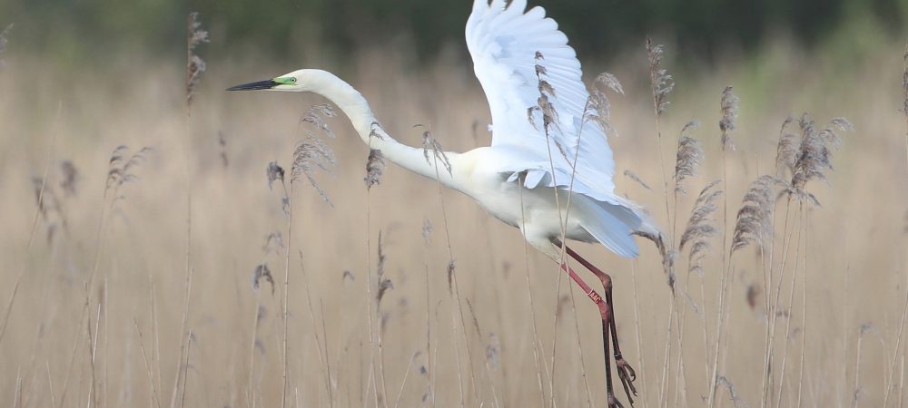 Great White Egret