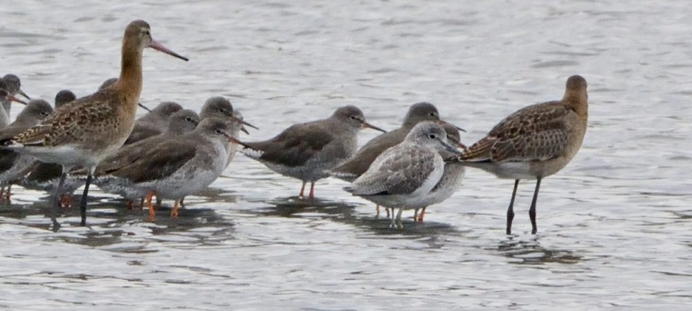 Waders at seaton wetlands