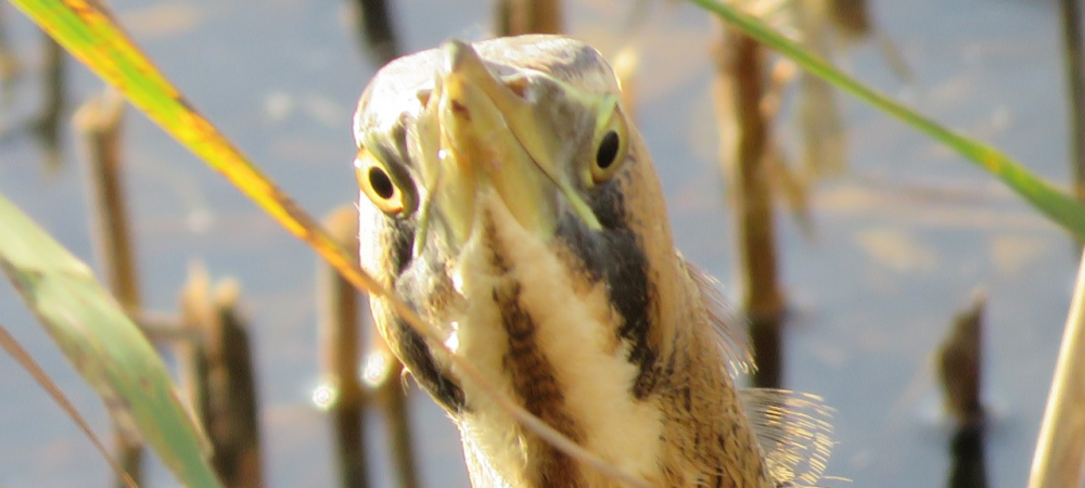 Bittern, Ian Barthorpe