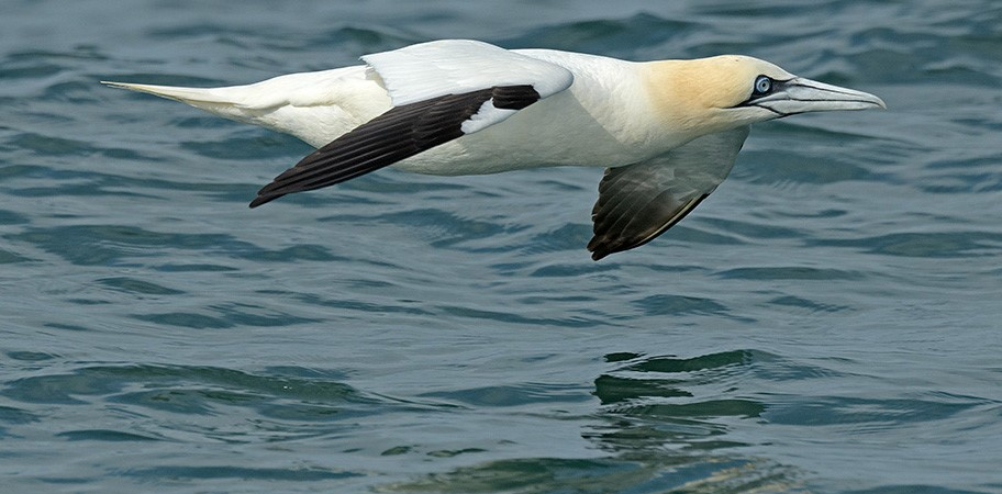 low-flying Gannet