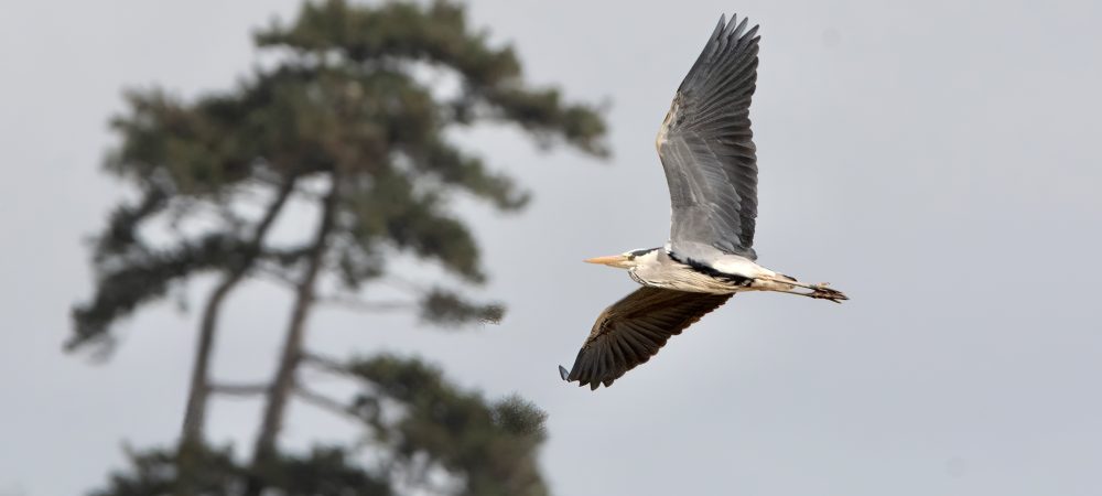 Grey Heron in flight