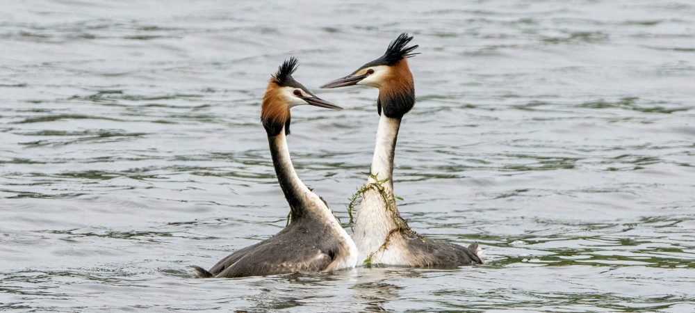 Great crested grebes doing their weed dance.