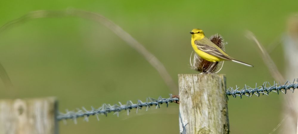Yellow Wagtail on a fence post
