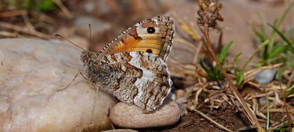 Grayling, resting on a stone