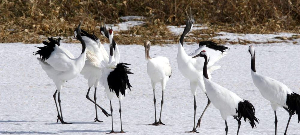 Red-crowned cranes in an icy landscape.