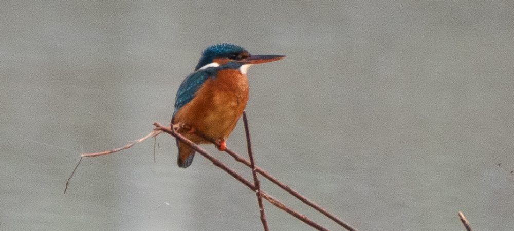 Kingfisher perched on a twig