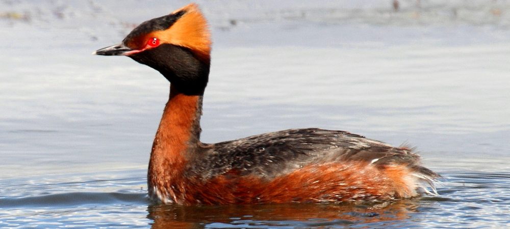 Slavonian Grebe, Paul Hale