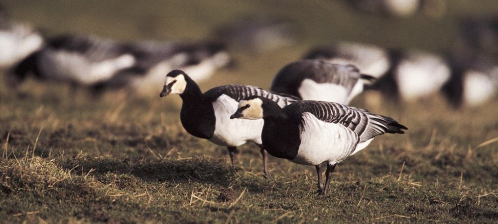 Barnacle Goose feeding flock