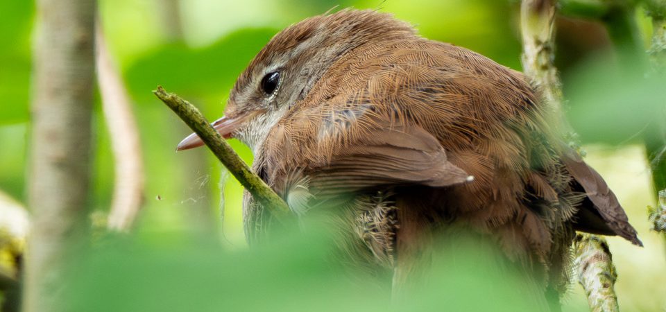 Cetti's Warbler. Photo credit Mark Barron.