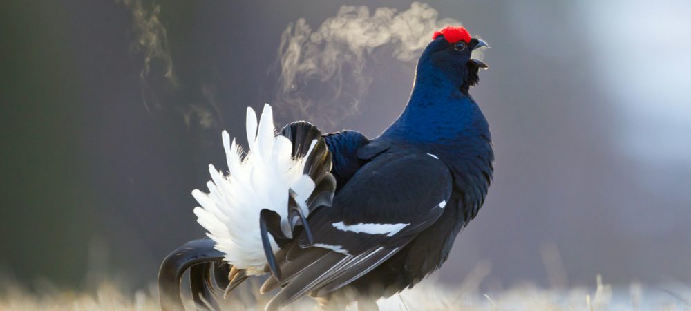 Black Grouse