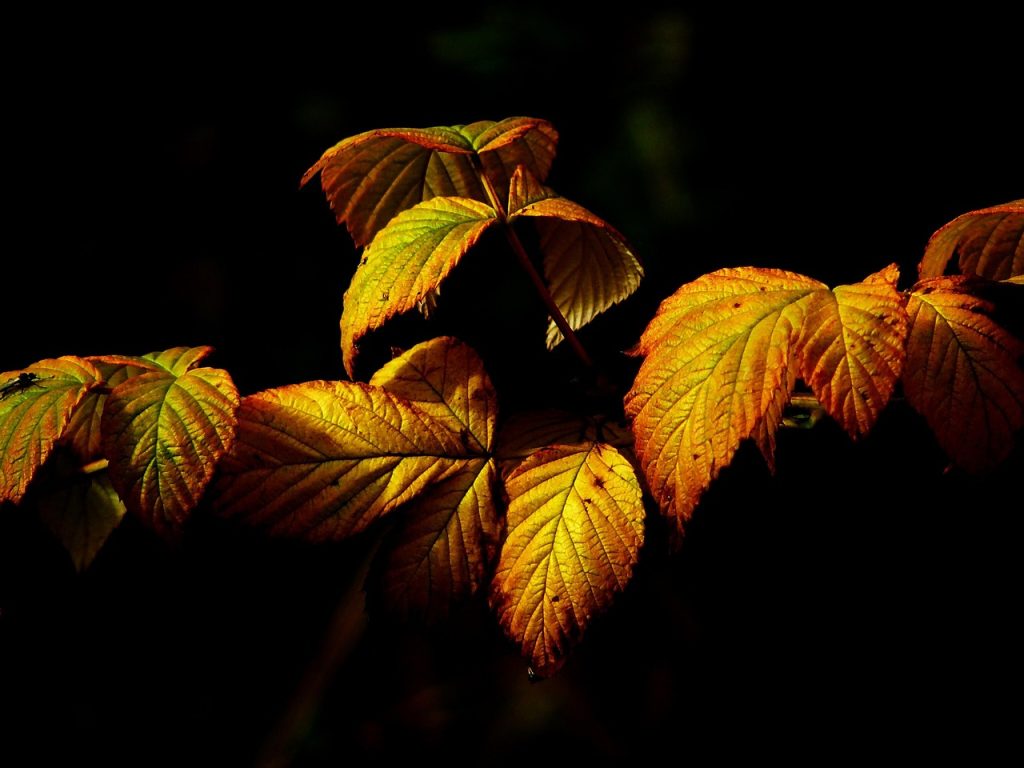 Autumn leaves