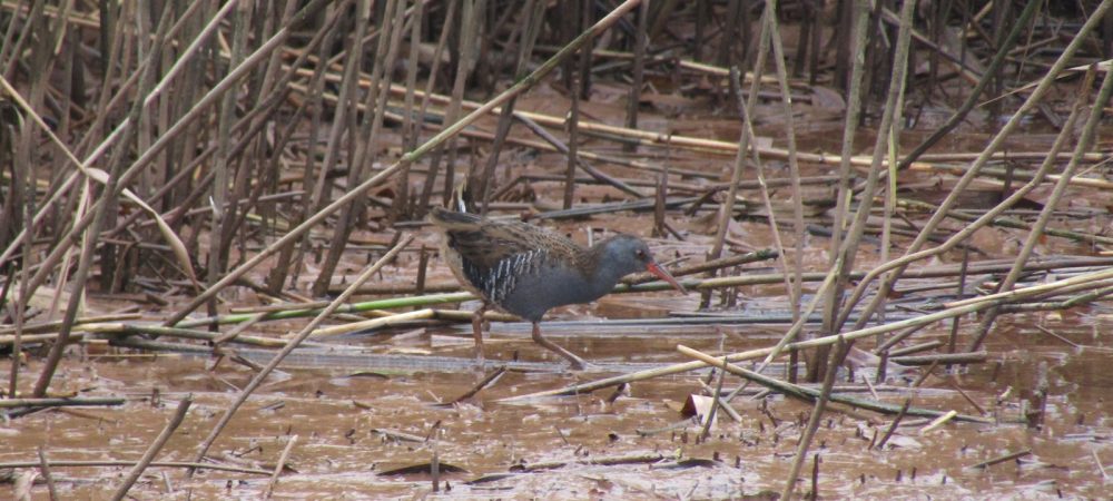 Water Rail at the Lower Otter Estuary