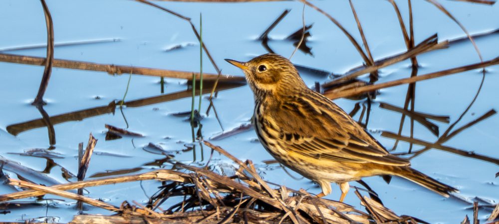 Meadow Pipit at Bowling Green Marsh.